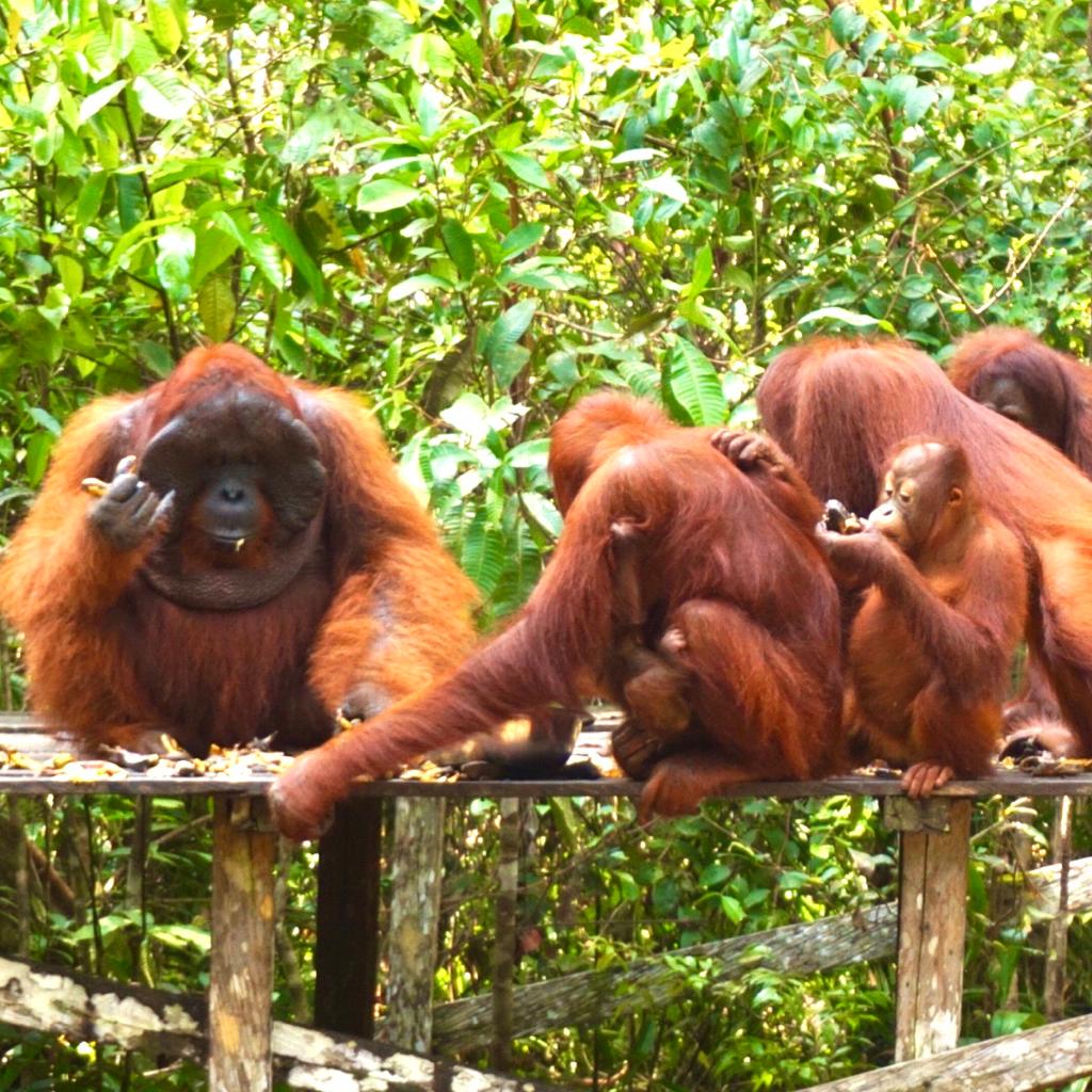 orangutan tours, orangutan tour, orangutan tours borneo, orangutan tour borneo, borneo orangutan tour, borneo orangutan tours