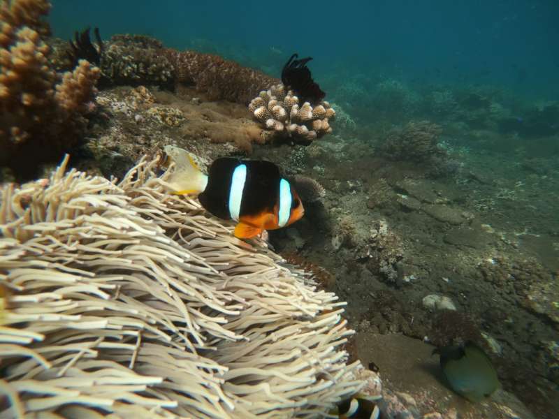 Optional holiday trip for Snorkeling tour Menjangan Island Bali