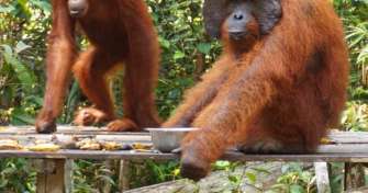 Bali to Ijen Crater & Bromo then to  Borneo Orangutan