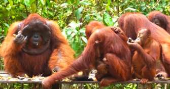 Orangutan Tours Borneo & River Eco Trip by boat or Klotok
