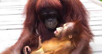 Orangutan Borneo tours and Java Bali holiday trip 13 Days