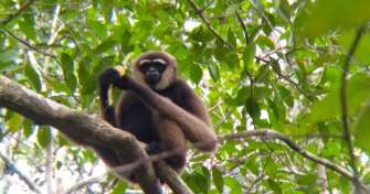 Orangutan Borneo tours, Java Bali and Komodo Island 15D