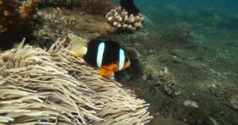 Full day snorkeling tour in 3 Gili Islands
