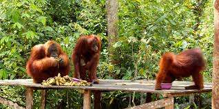 Jakarta to Borneo for orangutan houseboat tour, continues to Java - Bali holiday travel package 15D