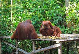 Return trip from Surabaya to do orangutan, houseboat travel, and Ijen Bromo hike tours 5D4N