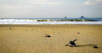 Trip from Bali to Sukamade, Ijen crater, Bromo, Tumpak Sewu, and to Borneo Orangutan tours 8D