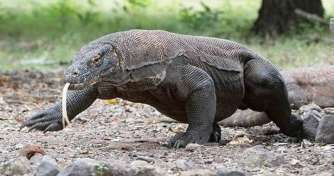 Hopping island sail trip, and Komodo tour from Labuan Bajo 2D