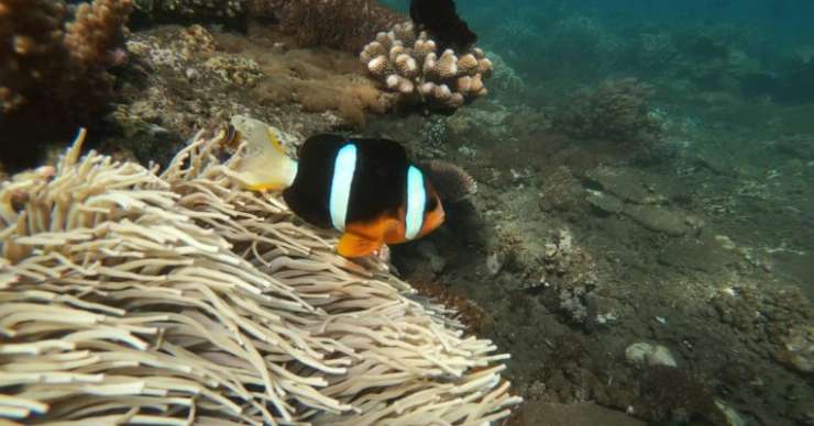 Full day snorkeling tour in 3 Gili Islands  - Lombok, Indonesia