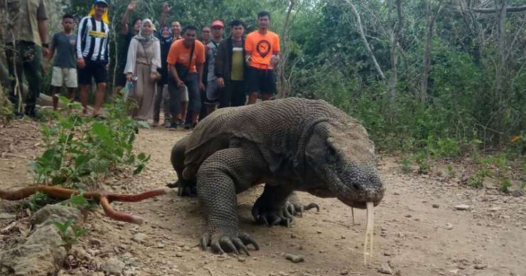 Komodo tour with Phinisi Boat and continues to Wae Rebo village tours 4D