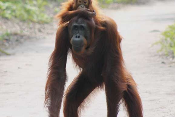 Orangutan Borneo tours with air conditioned house-boat for 4 days 3 nights holiday travel