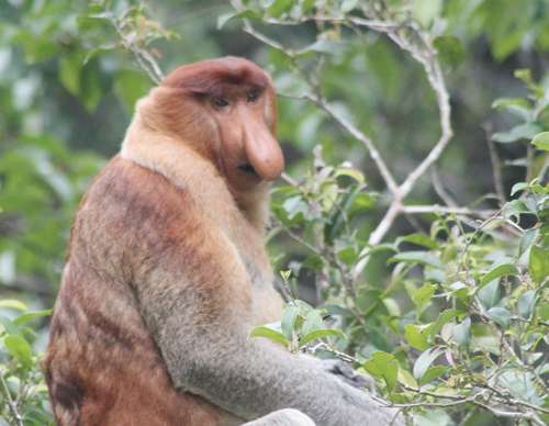 Borneo orangutan tour by air conditioned house-boat and jungle trekking experience travel package 3d